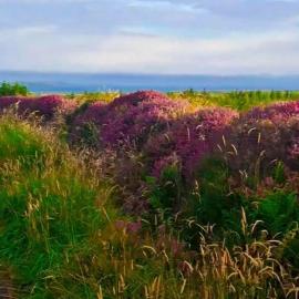 Heather Cottage Doolin