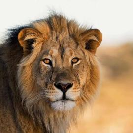 Jukskei Big5 - Lion, hotel v destinácii Fourways