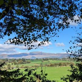 Oak Forest Cottage, hotel en Hacketstown
