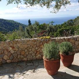 Olive Tree House
