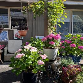A homestay with a cottage garden