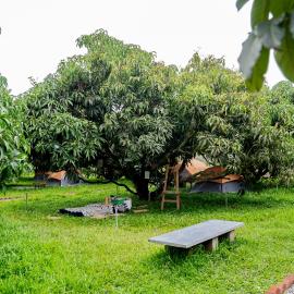 Mango Trails - Farm Stay, Camping & Day Outing near Bangalore، فندق في Talai