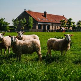 hoevehotel ter haeghe, hotel a Gistel