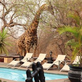B&B African Rock Lodge