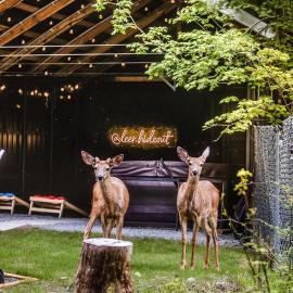 Log Cabin with King Bed and Hot Tub, hotel in Ashford