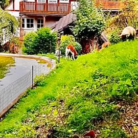 Ferienwohnung Dörnberg erleben mit Tiere bei Winterberg, hotel u gradu Bestvig