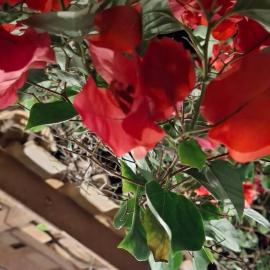 Casa bougainville, hotel in Caucaia