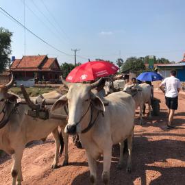Authentic Khmer Homestay Experience Package by Siem Reap Homesteading, hotel in Phumĭ Trach Pôk (2)