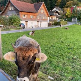 Willkommen im Rustico - Deinem Rückzugsort zwischen Bergen und Bodensee