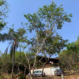 Casa Madeira em Santo hilario โรงแรมในPimenta