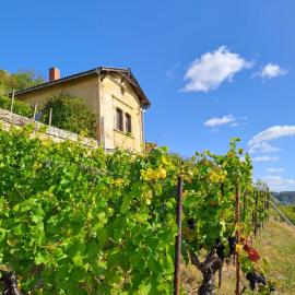 Ferienhaus und Straußwirtschaft im Weinberg, hotel v mestu Freyburg
