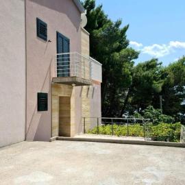 House Pine tree