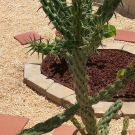 Ranch with Cactuses, hotel in Millsboro