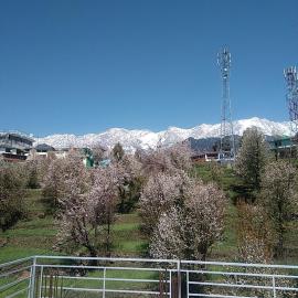 Tranquil trails home stay naddi, hotel a Dharamshala
