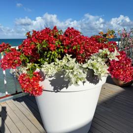 Ocean Garden Studio I