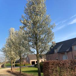 Hoeve Sterrewijk, hotel u gradu 'Aalter'