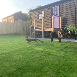 Fox lodge Shepherd Hut Sidmouth