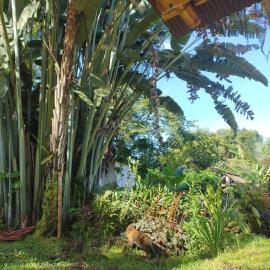 Cabaña El Otoño: Pijao'da bir otel