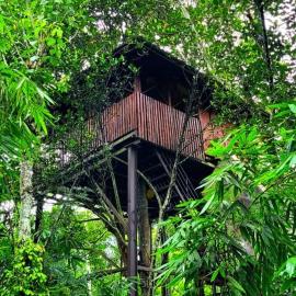 Greens Tree House & Wood House