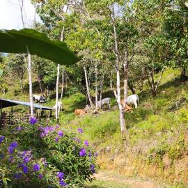Casa Las Gemelas, hotel in Coto Brus