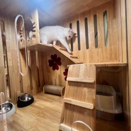 cat hotel hatyai cat only