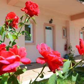 Red Rose Garden