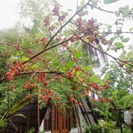 Green cottage, hotel a Labuan Tring