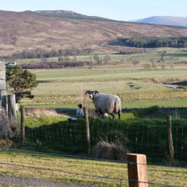 Birch Cottage, hotell i Laggan