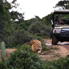 Addo Elephant Safari Lodge - Bellevue Forest Reserve, hotel v destinaci Paterson