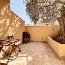 Olive Tree