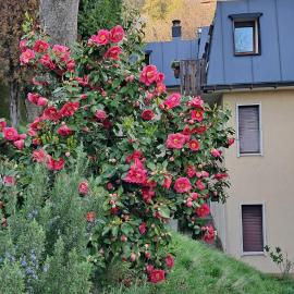 Alfaro54, hotel in Brunate