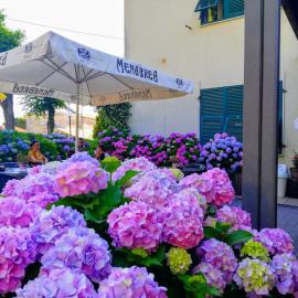 Hotel Silvia Framura - Cinque Terre, hotel u gradu 'Framura'
