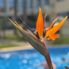 Apartamento Port Dénia, hotel u gradu 'Denia'