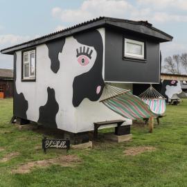 Bluebelle Cow Shed 5