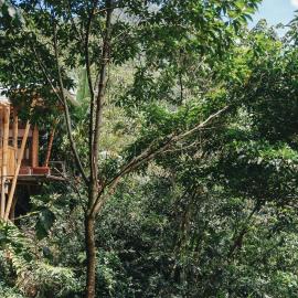 코코르나에 위치한 호텔 Casa Borojó, Refugio Natural Jacaranda