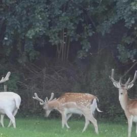 Creebridge Caravan Park, hotelli kohteessa Newton Stewart