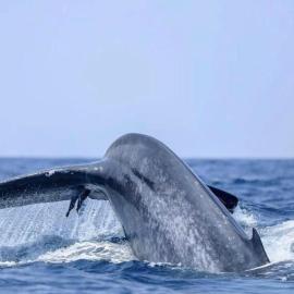 Trinco RKR Adventure Sea Tours, hotel a Trincomalee