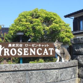 Rosencat, hotel i Sado