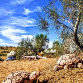 GOLDEN Safari YURT CAMP, hotelli kohteessa Elʼtay