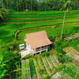 Pondok Is Oke Family Room - 2 Bedroom Ricefild view, hotel in Banyuwangi
