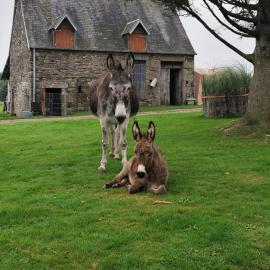 La Billardière Camping à la Ferme, hotelli kohteessa Le Ménil-Ciboult