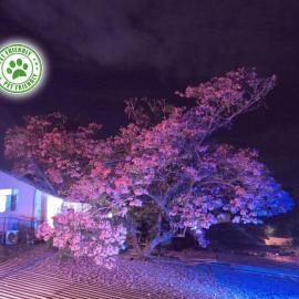 Mini casa de árbol, mágica, céntrica y de vistas panorámicas، فندق في سان سلفادور