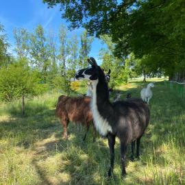 La Ferme des Lamas Dordogne、Saint-Cyr-les-Champagnesのホテル