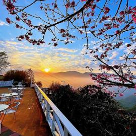 Alishan Tea Garden B&B, hotel in Fenqihu