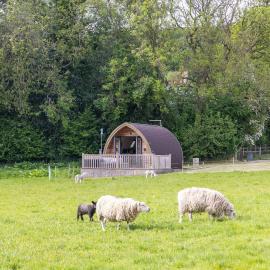 Ashberry Glamping Pod