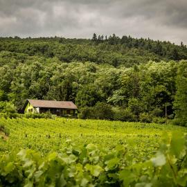 Gîte du WEINBAUM，貝格海姆的飯店