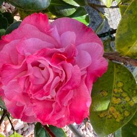 La Camelia holiday house, hotell i Bracelli