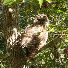 Wise Owl Retreat on the River