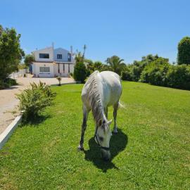Casa Seahorses b