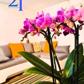 Apartman 21